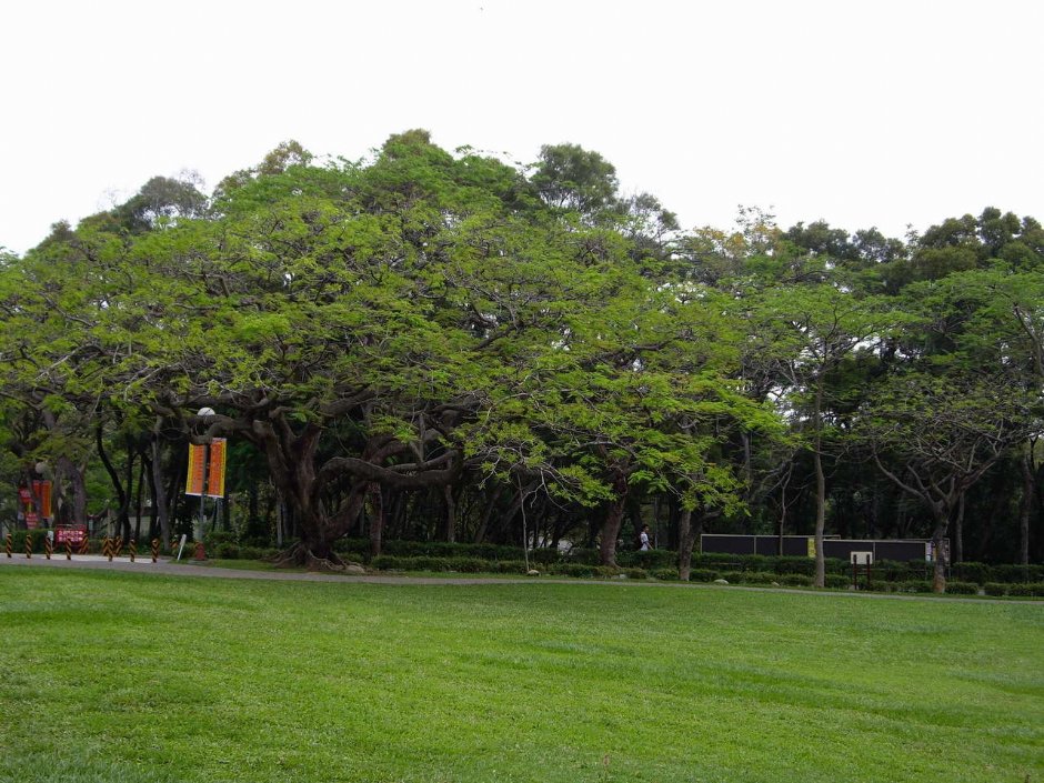 特殊樹林景觀 攝影：老山羊部落格