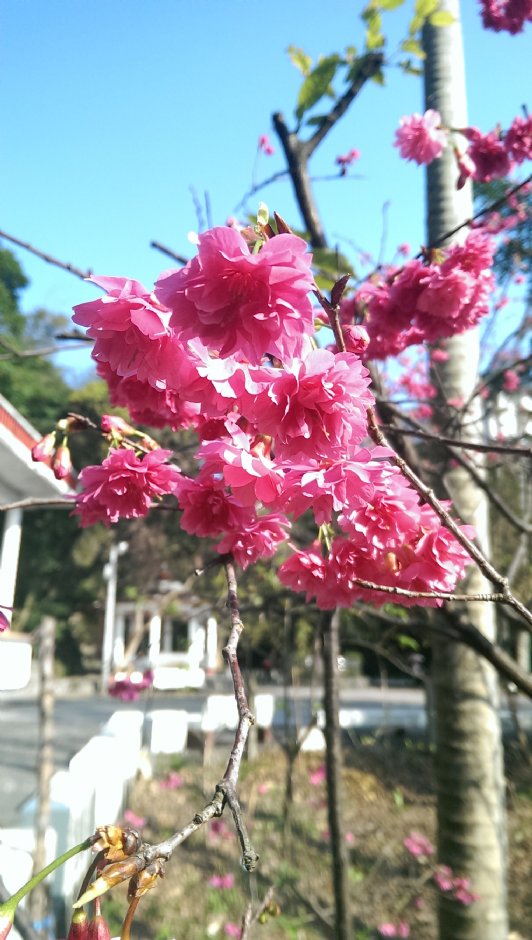 基隆中正公園賞櫻 攝影：Eva隨手拍