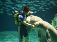 海洋探索館-海牛<br/> 攝影：遠雄海洋公園 提供