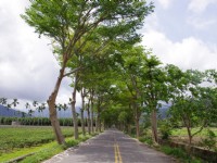 鹿野龍田自行車道<br/> 攝影：Eva隨手拍