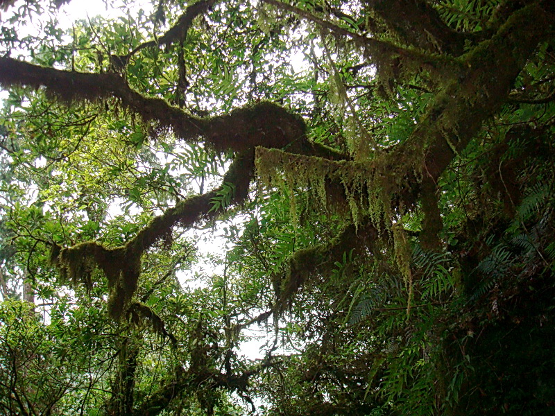 濕地植物景觀 攝影：余燕鳳