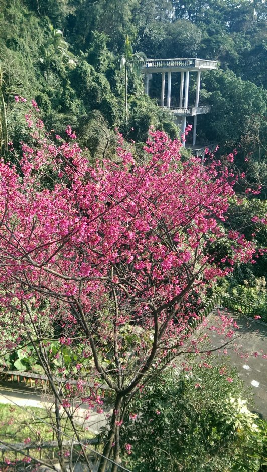 基隆中正公園賞櫻 攝影：Eva隨手拍