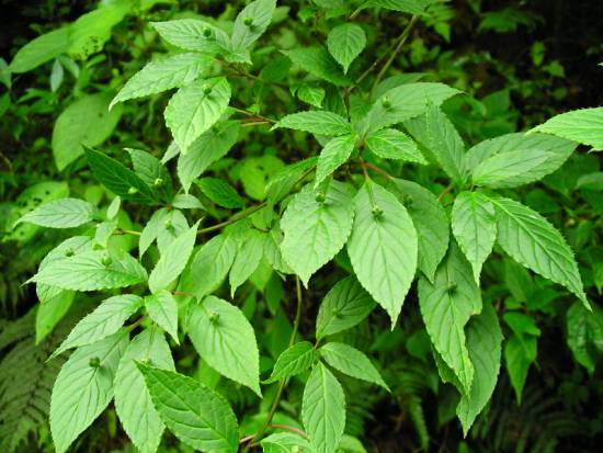 林內植物 攝影：老山羊資訊網
