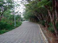 綠色步道<br/> 攝影：余燕鳳