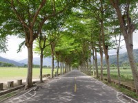 鹿野龍田自行車道<br/> 攝影：Eva隨手拍