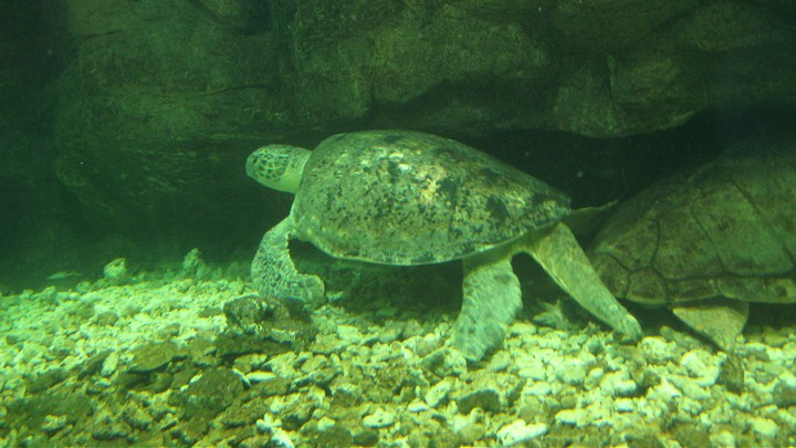 上海動物園 攝影：Crystal