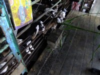 宜農牧場<br/> 攝影：xcatx