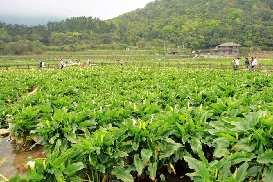 觀賞海芋田 攝影：陳銘祥