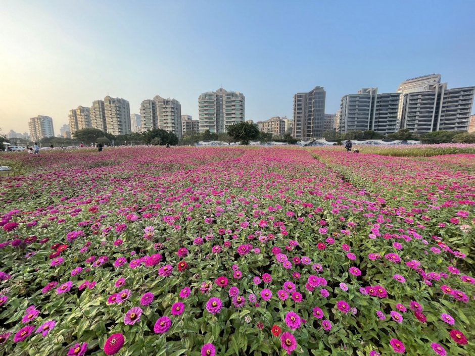 美堤河濱公園(2021年花海) 攝影：Eva隨手拍