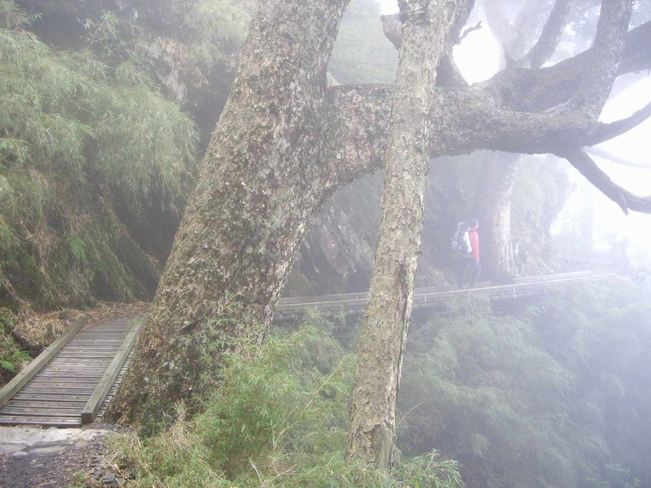 朦朧的山徑 攝影：老山羊部落格
