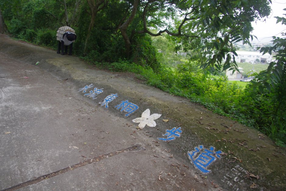 永豐六分桐花步道 攝影：Eva隨手拍