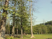 平和吉貝木棉林<br/> 攝影：沿山休閒農業園區協會