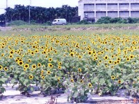 向日葵花園<br/> 攝影：南投縣政府
