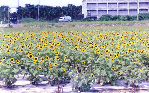 向日葵花園 攝影：南投縣政府
