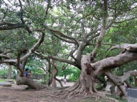 貓貍山公園<br/> 攝影：Eva隨手拍