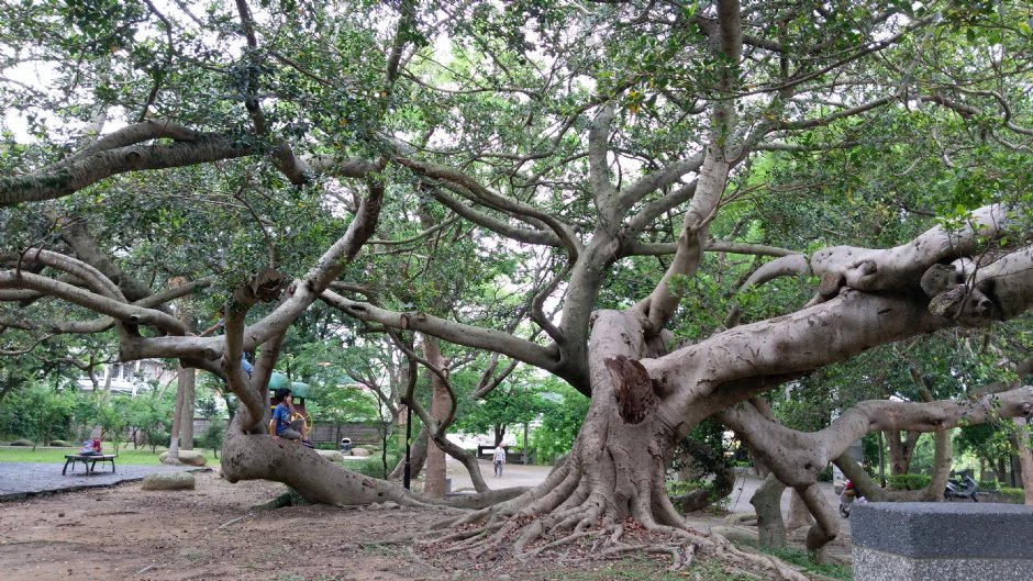 貓貍山公園 攝影：Eva隨手拍