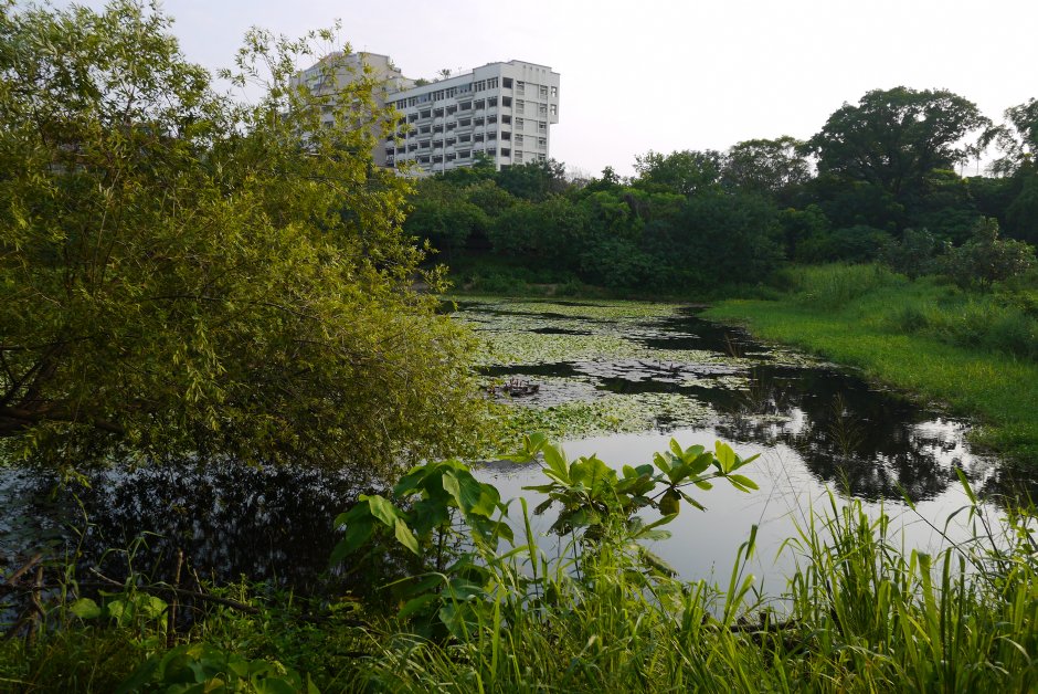 鳥松濕地公園 攝影：三井