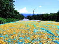 路邊也曬滿金針花<br/> 攝影：李豪