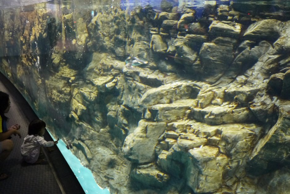 海生館極地水域海鸚鵡水箱 攝影：三井