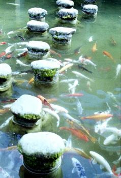 池中鯉 攝影：呂玫瑢