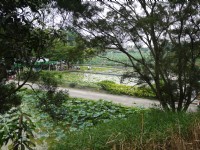 台南白河蓮花公園<br/> 攝影：三井