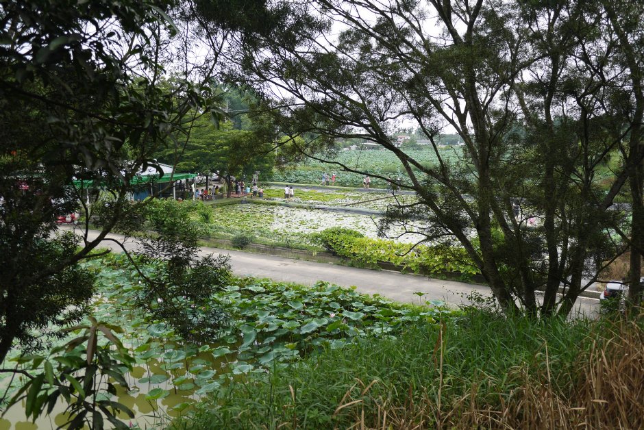 台南白河蓮花公園 攝影：三井