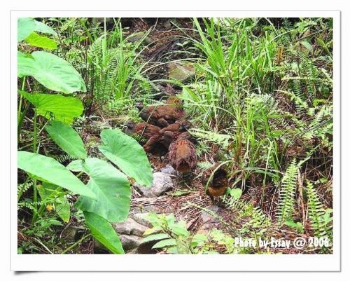 成群的雉鸡 摄影：跟著小野郎出走