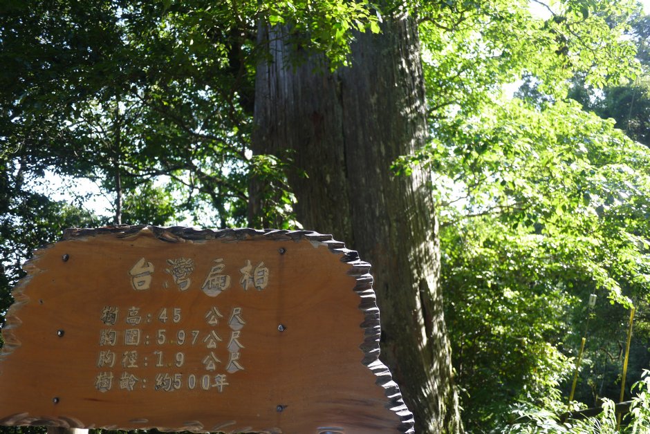 觀霧入口五百年台灣扁柏 攝影：旅遊王攝影組