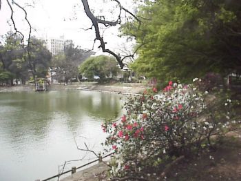 杜鵑盛開 攝影：郭香妙