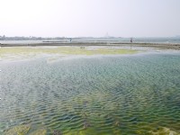 大鵬灣蚵殼島<br/> 攝影：三井