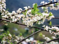 烏松崙百花盛開<br/> 攝影：Eva隨手拍
