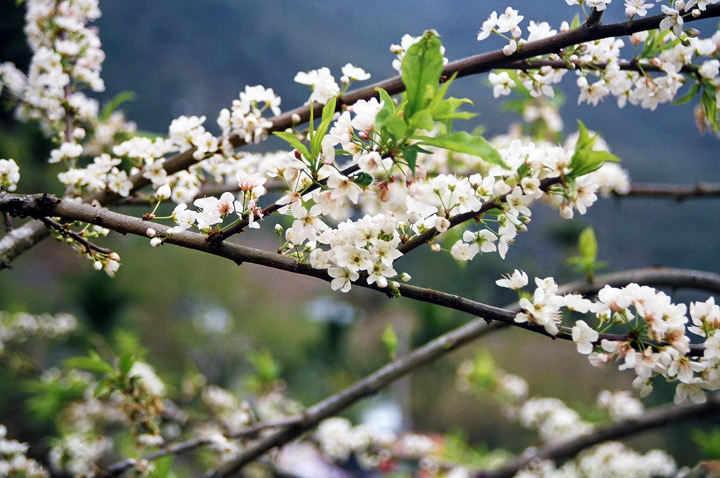 烏松崙百花盛開 攝影：Eva隨手拍