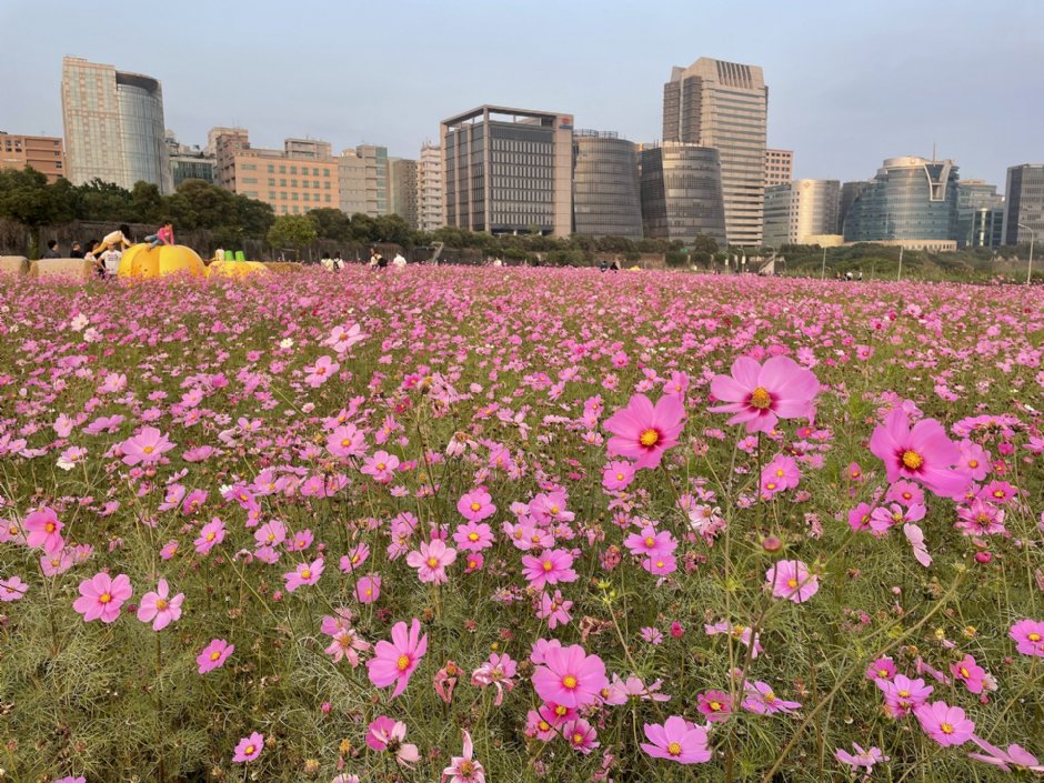 美堤河濱公園(2021年花海) 攝影：Eva隨手拍