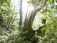 拉拉山自然保護區之景觀與阿里山齊名<br/> 攝影：桃園市政府觀光旅遊局 提供