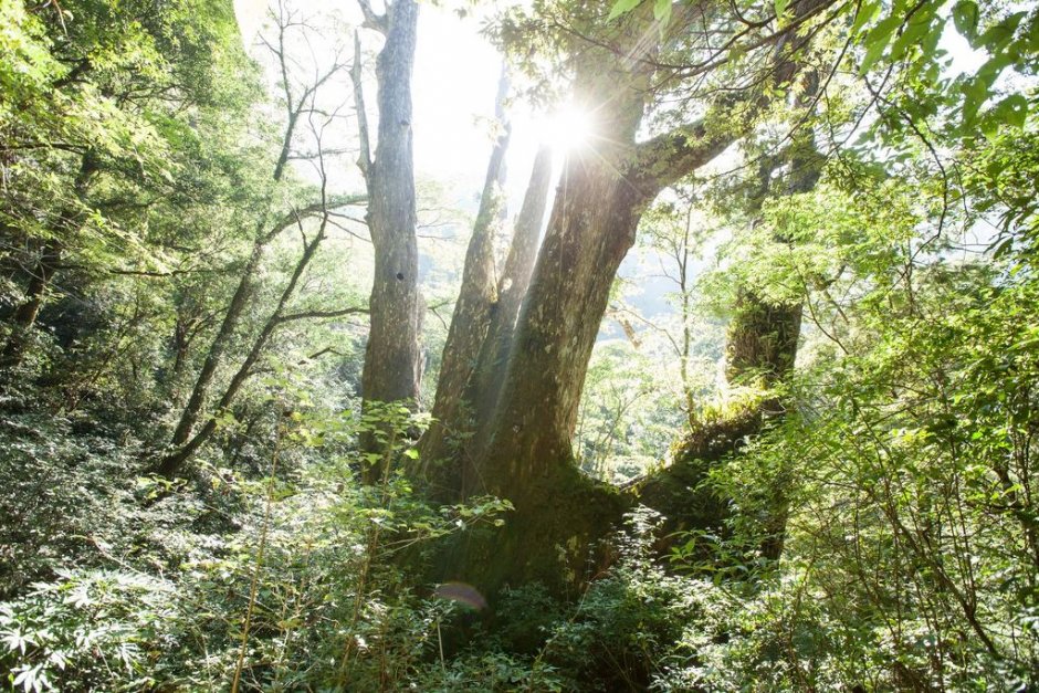 拉拉山自然保護區之景觀與阿里山齊名 攝影：桃園市政府觀光旅遊局 提供