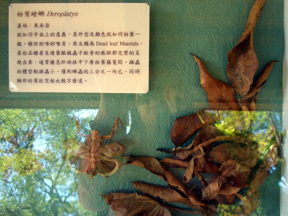 彩蝶和風館-枯葉螳螂標本 攝影：鄭惠文