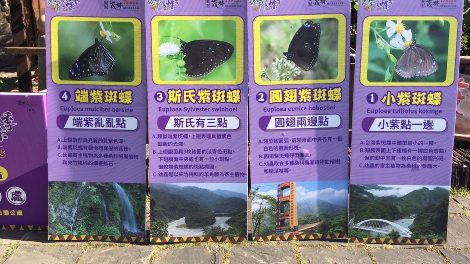 2016-2017茂林雙年賞蝶季 攝影：旅遊王攝影組