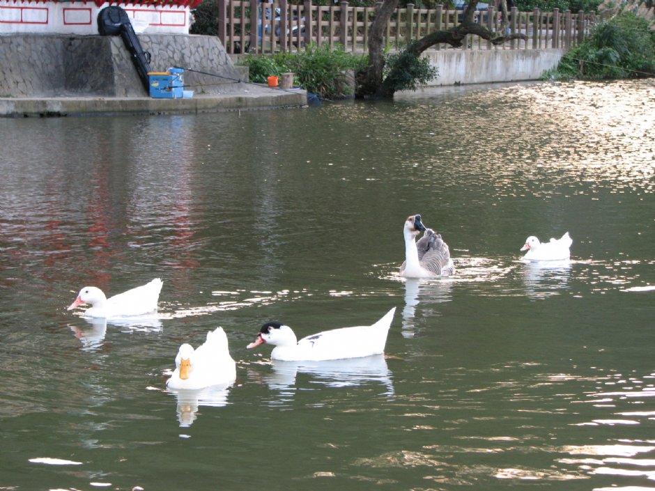 大湖公園 攝影：林仲哲