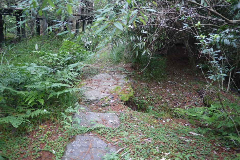 雲霧步道 攝影：旅遊王攝影組