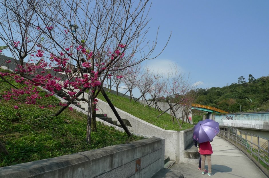 樂活公園旁的內溝溪賞櫻步道 攝影：Eva隨手拍