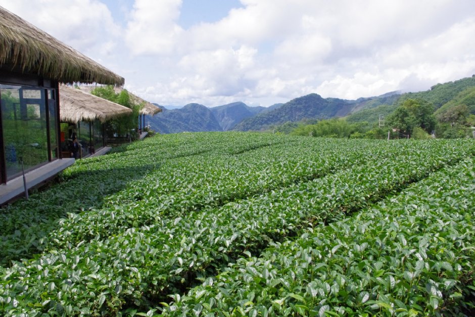 鄒族文化部落旁茶園 攝影：Eva隨手拍