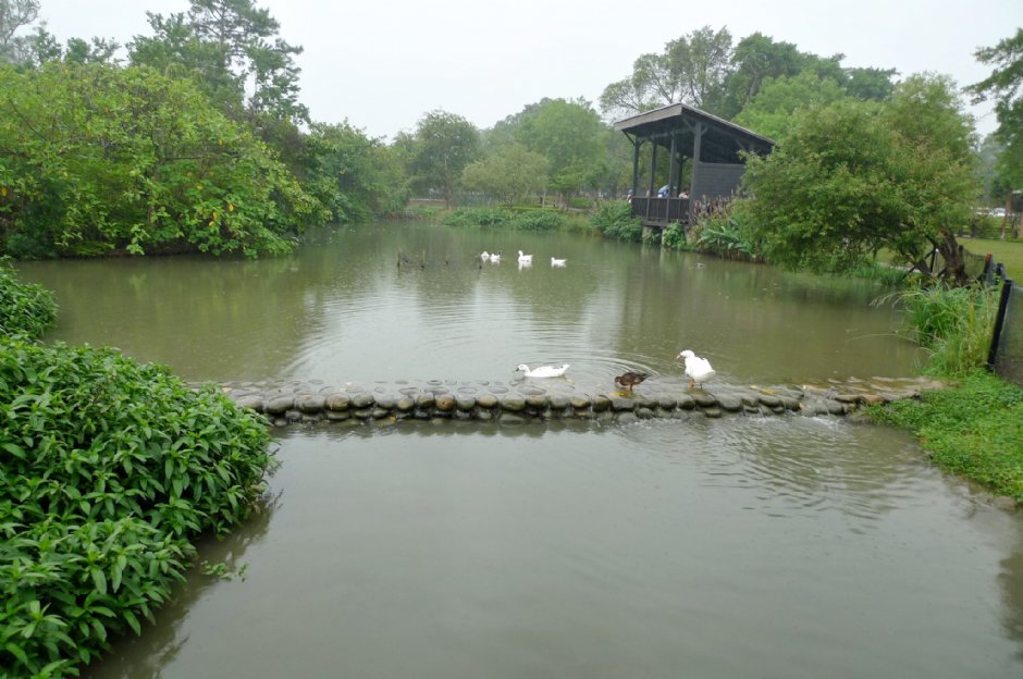 八德埤塘生態公園 攝影：Eva隨手拍