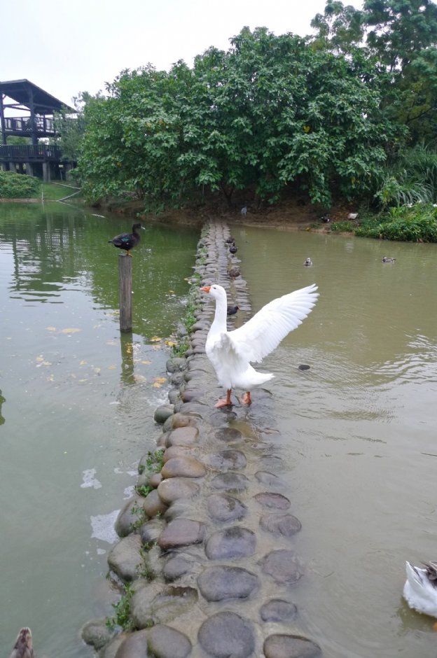 八德埤塘生態公園 攝影：Eva隨手拍