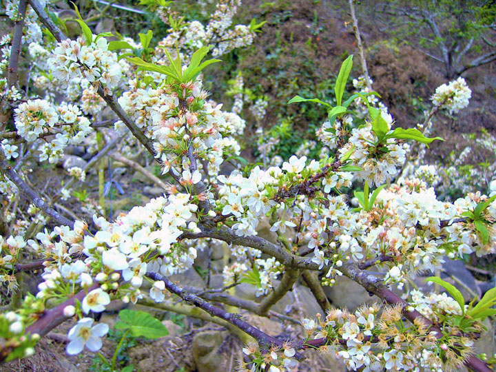 烏松崙百花盛開 攝影：Eva隨手拍