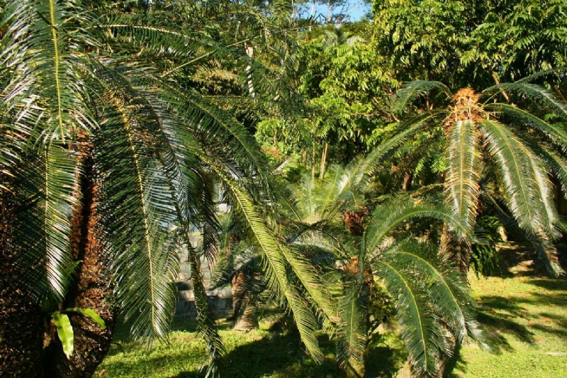 植物園區的台灣蘇鐵區 攝影：老山羊部落格
