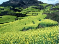 羅平油菜花一<br/> 攝影：金漢妮旅行社