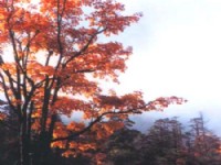 峨眉金秋<br/> 攝影：四川旅遊信息網