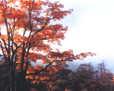峨眉金秋 攝影：四川旅遊信息網