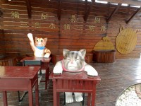貓咪小學堂<br/> 攝影：meiyin