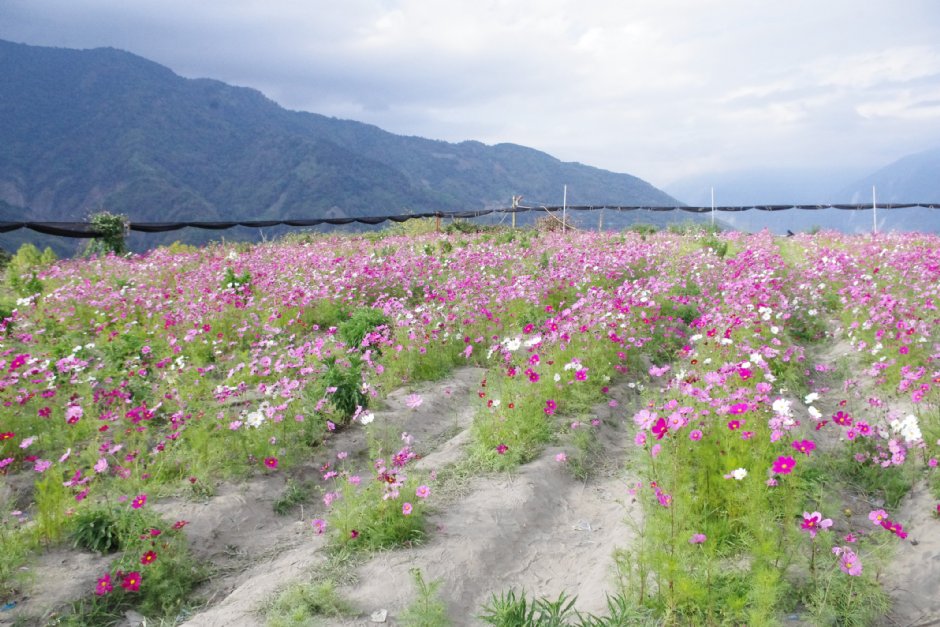 草坪頭玉山觀光茶園 攝影：Eva隨手拍